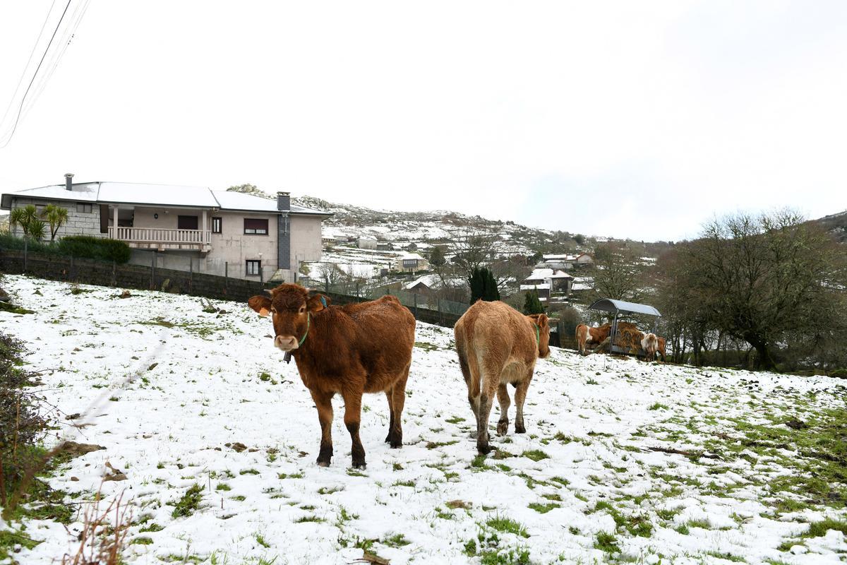 Nieve en los prados de Pigarzos, ayer.