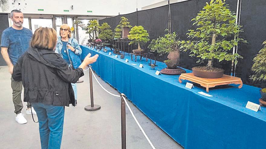 Bonsai Coruña muestra en el Fórum Metropolitano una exposición de árboles, muchos de más de 50 años