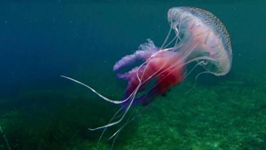 La medusa luminiscente está presente en el Mediterráneo y se acerca a las costas en verano para llevar a cabo el ciclo reproductivo.