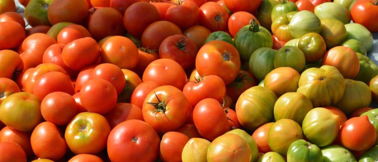 Recolecta de diferentes variedades de tomate en el Centro de Experiencias de Paiporta.