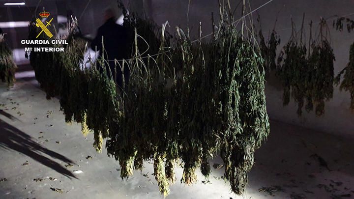 Desarticulada una banda que cultivaba y vendía marihuana a gran escala en Murcia