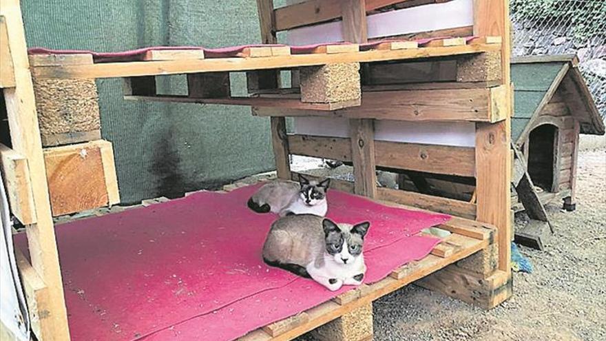 Eslida esteriliza el 80% de los gatos de la colonia del ‘pipican’