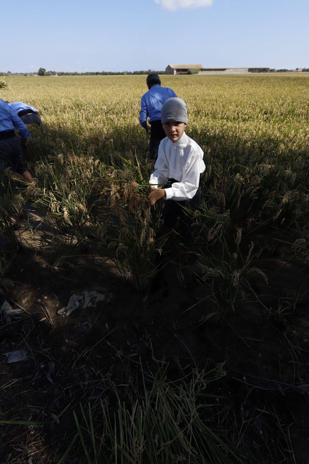 Todas las imágenes de la Fiesta de la Siega del Arroz 2024