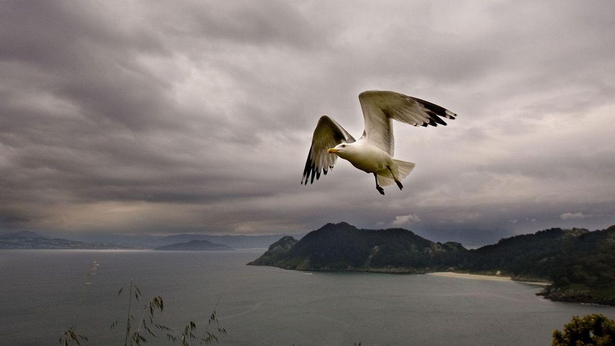 Una gaviota sobrevuela las islas Cíes