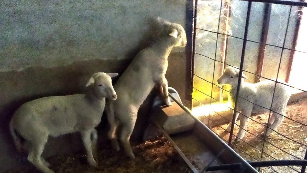 Tres de los corderos recuperados por la Guardia Civil.