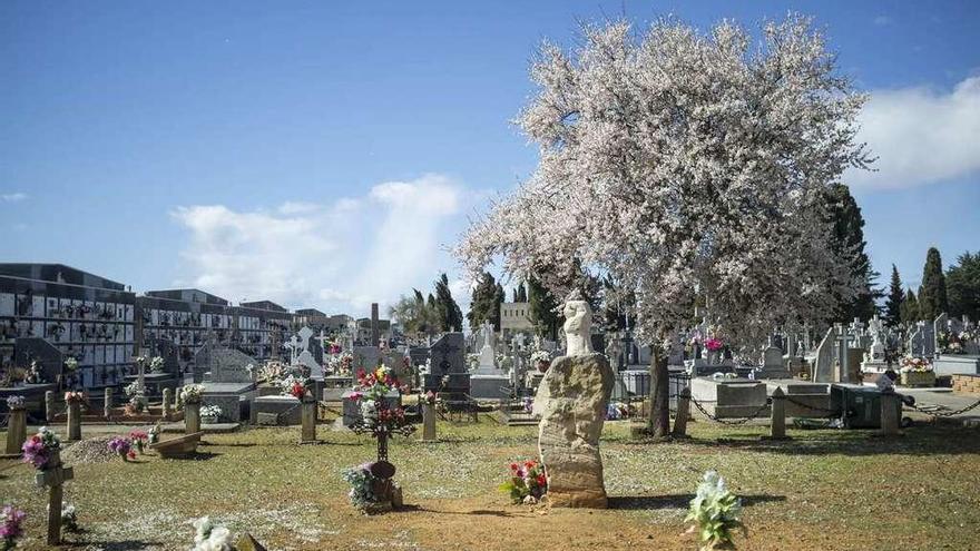 Espacio en el que se encuentra la fosa común del cementerio de Benavente