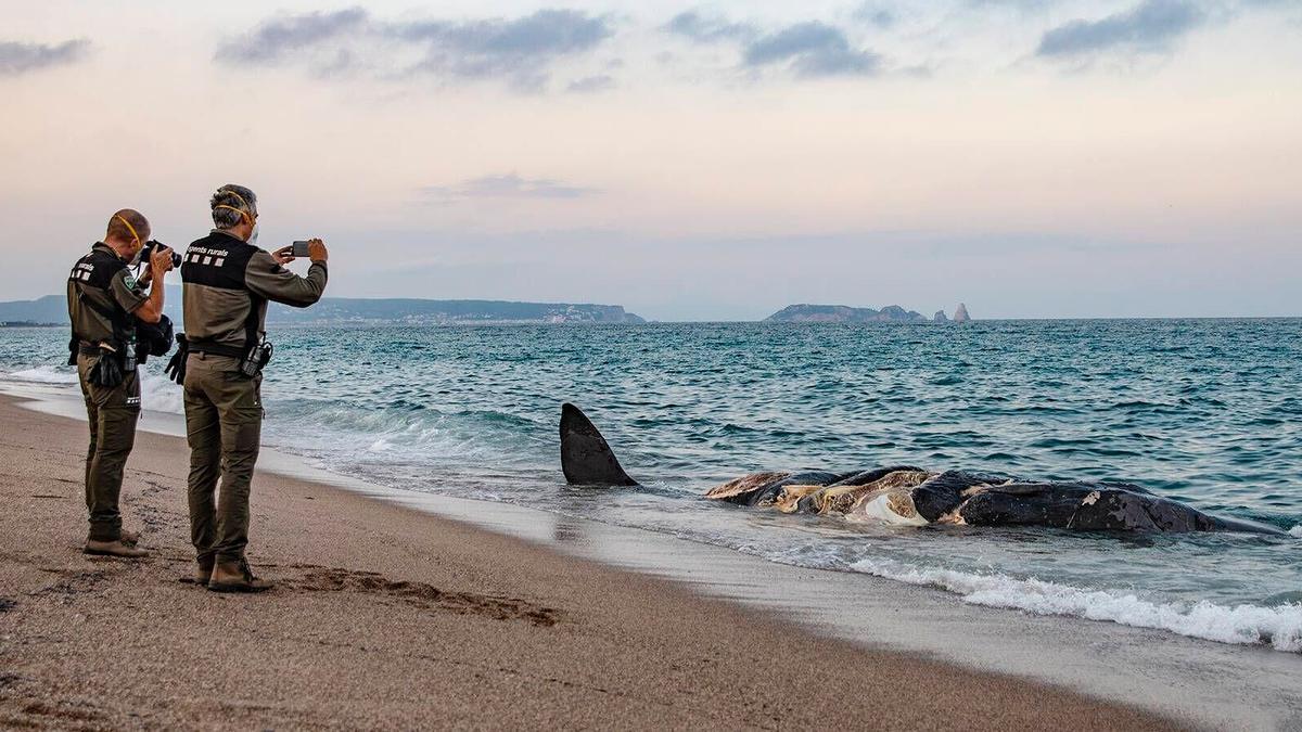 Una ballena, encontrada muerta en la playa de Pals (Baix Empordà, Girona), este sábado.