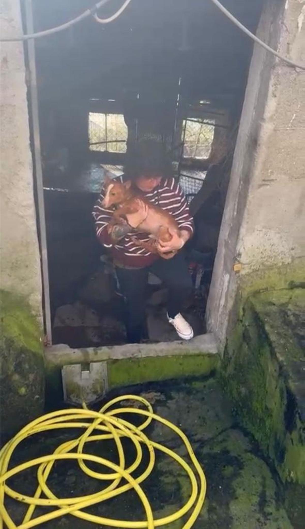 Retiran 22 perros de caza a un vecino de Meira que los tenía enjaulados y escuálidos Retiran 22 perros de caza a un vecino de Meira que los tenía enjaulados y escuálidos