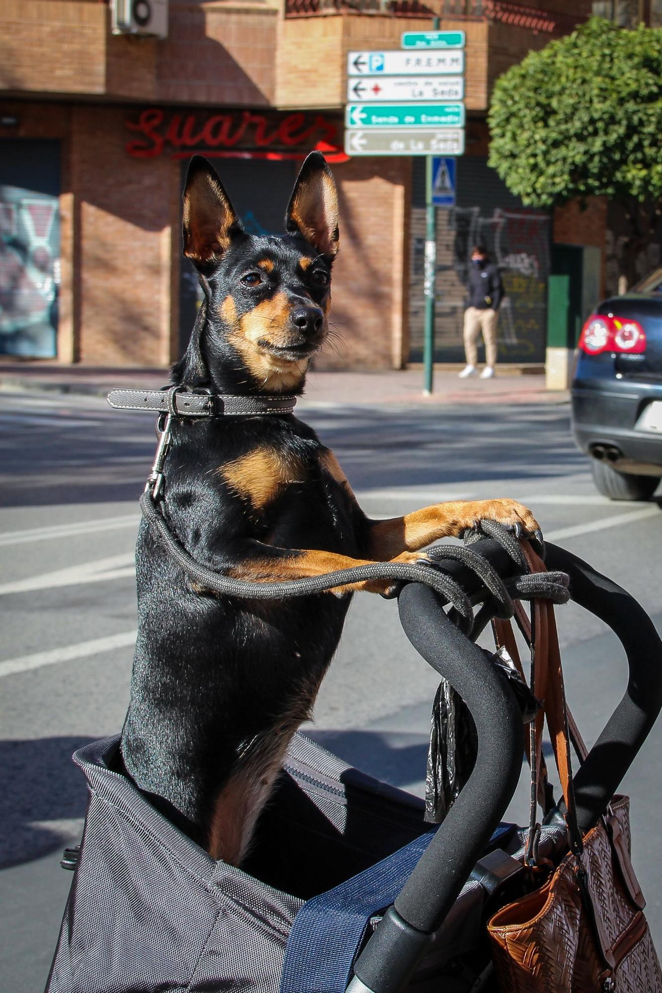 Las mascotas reciben su bendición por San Antón en Murcia (I)