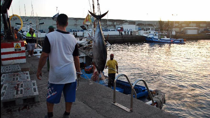 Exitoso inicio de la campaña de atún rojo en Canarias