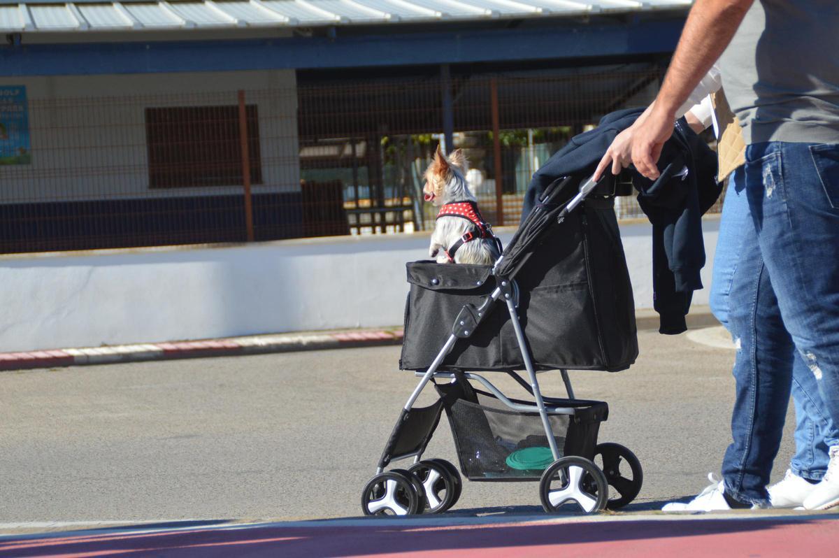 Un gosset feliç i segur dins de la seva cabassa