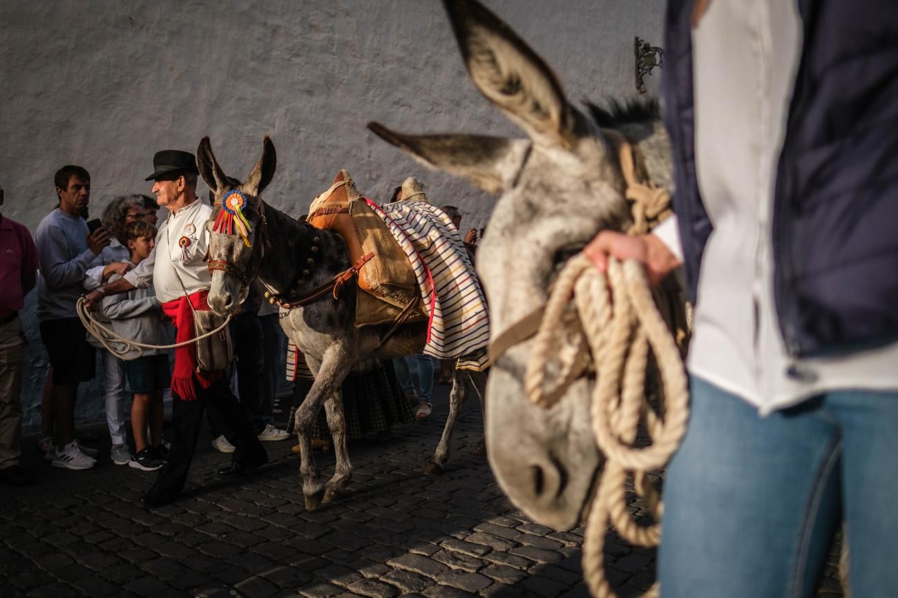 Noche de los Burros en La Laguna, julio de 2022