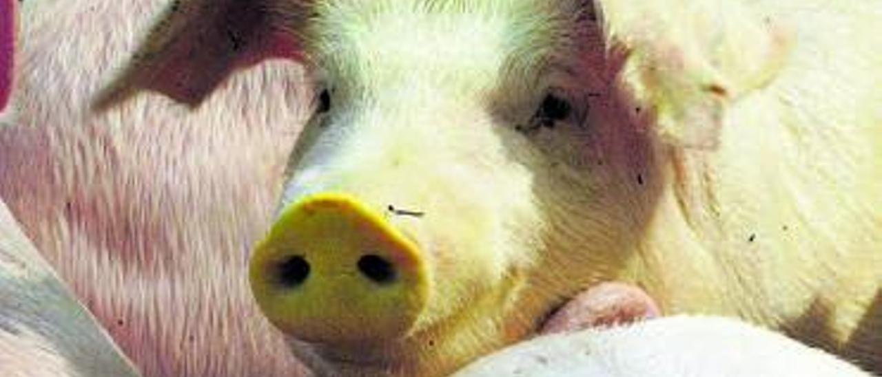 Una cría de cerdo, en una imagen de archivo. |   // R.C.