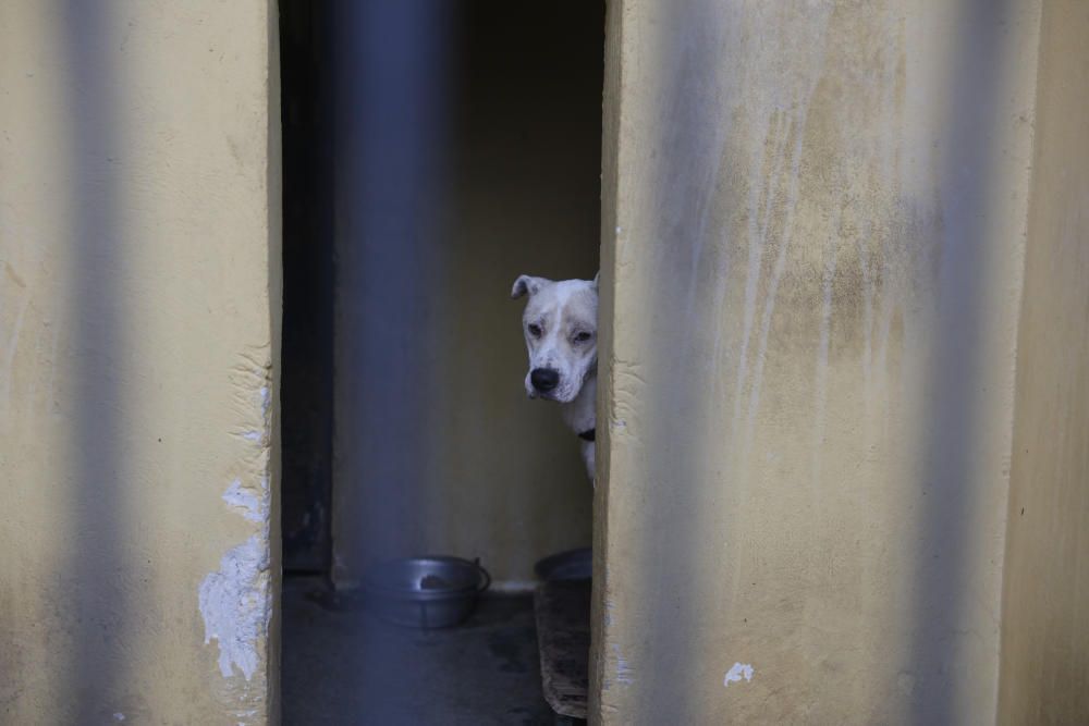 Wer rettet einen Hund aus Son Reus vor dem Tod?