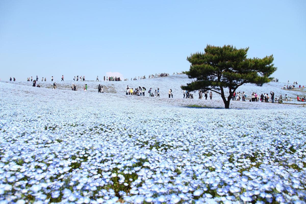 Flores azules en el Parque Costero Hitachi, Japón.