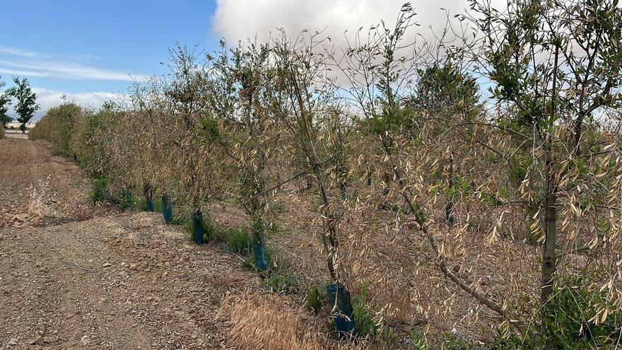 El calor quema gran parte de las uvas y obliga a adelantar las vendimia 10 días