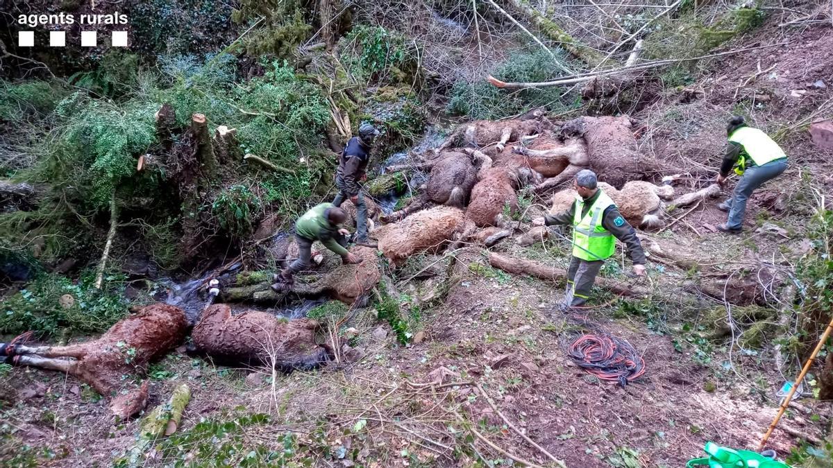 Quinze cavalls morts per l&#039;atac de gossos salvatges a Escós, al Pallars Sobirà