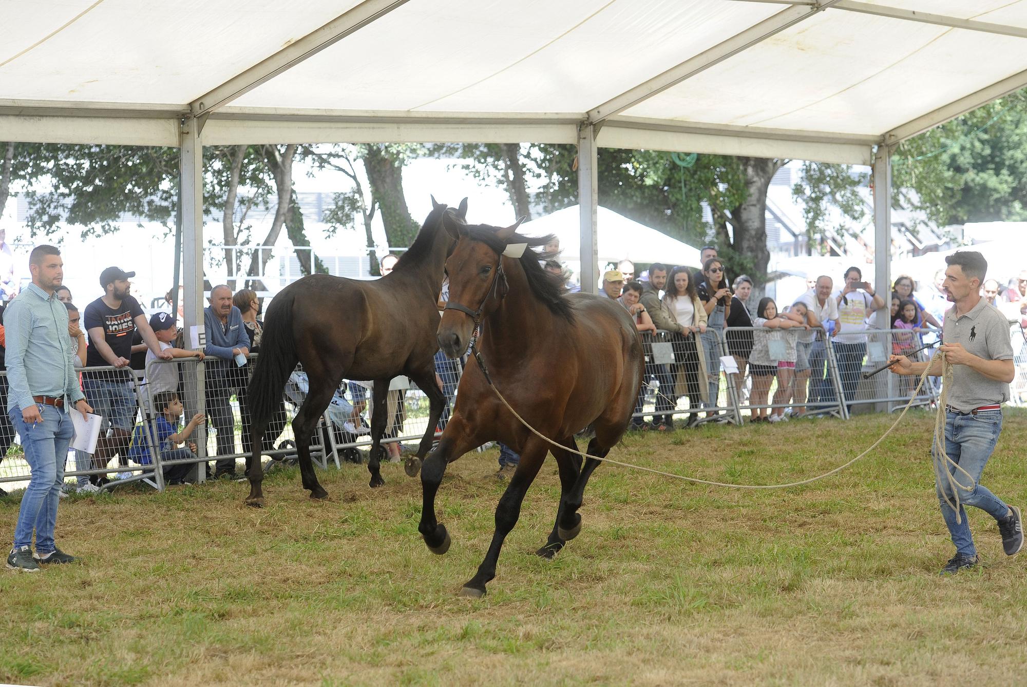 Exhibición de pura raza en la Feira do Cabalo de Lalín