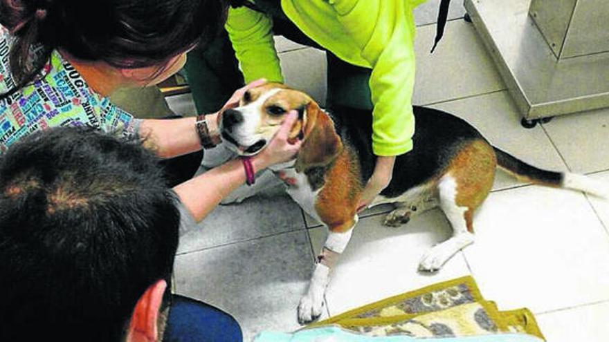 La Protectora de la Vall anima a denunciar el uso de anzuelos trampa para canes en Castelló de Rugat