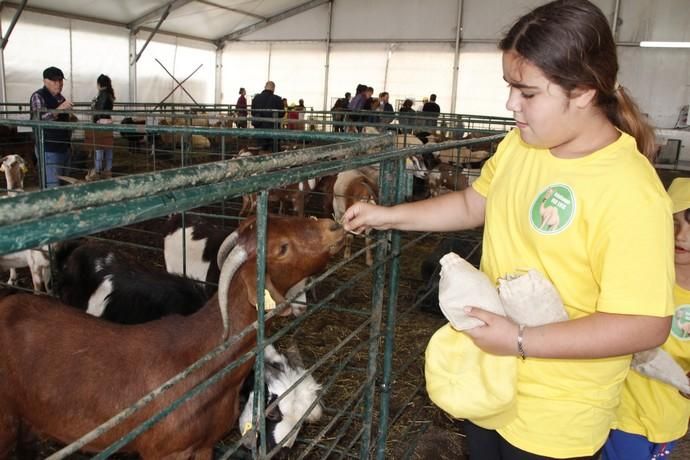 Muestra de Ganado y Mercado del Queso en Uga