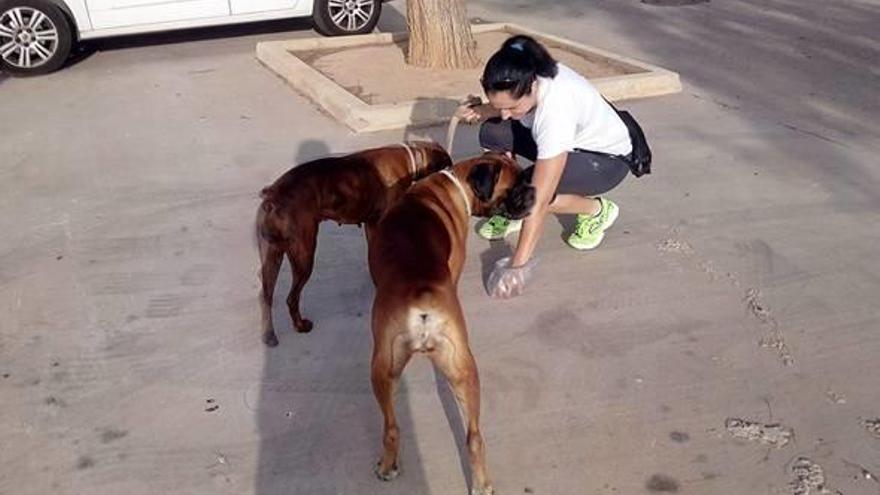 Una ciudadana de l&#039;Alcúdia recoge del suelo las deposiciones de sus perros con una bolsa.