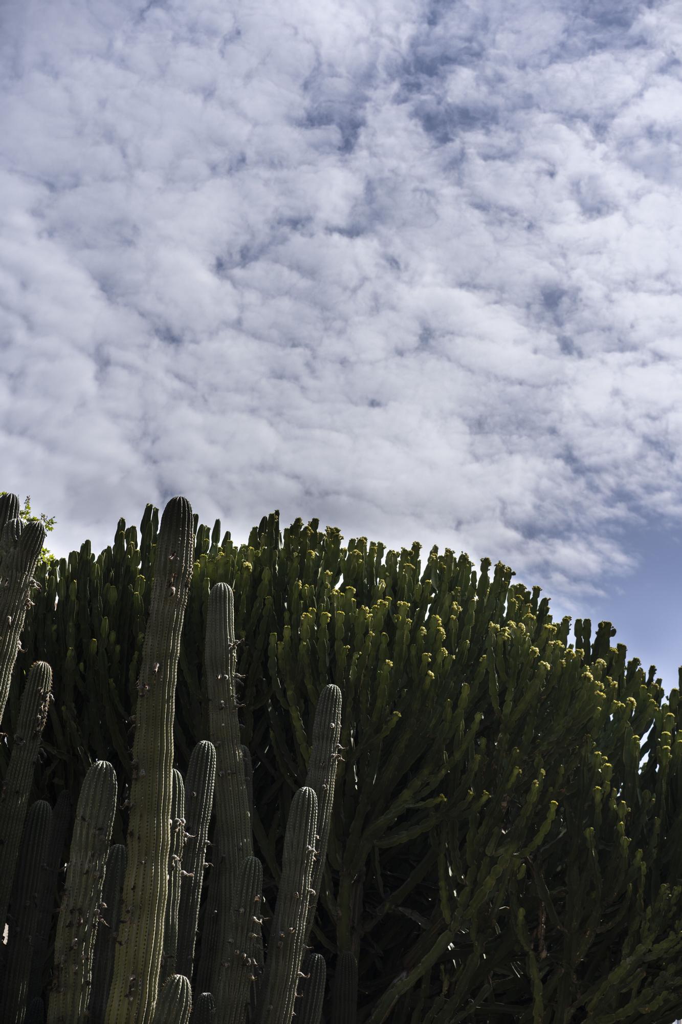 ¿Conoces los jardines de cactus de València?