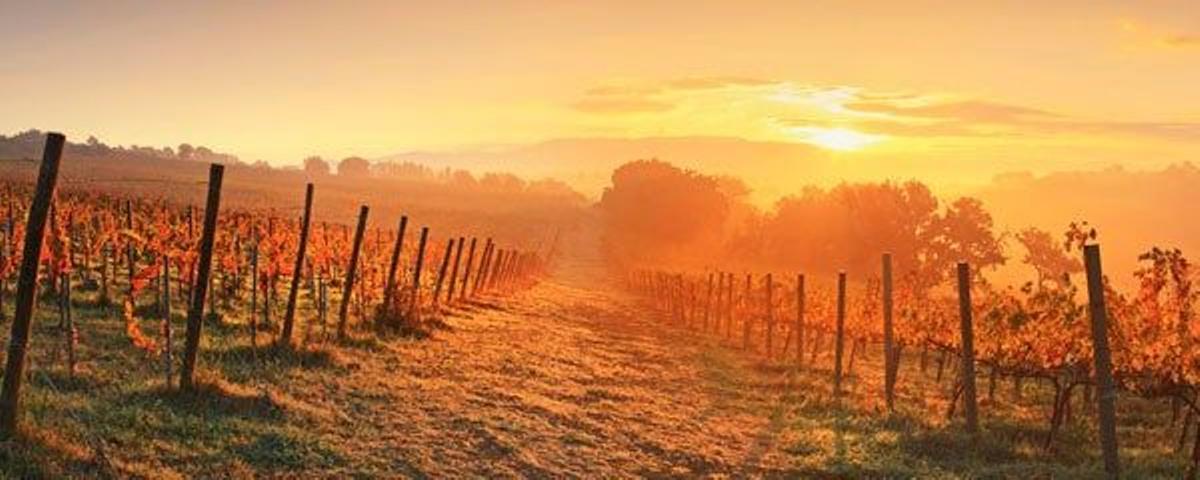 Viñedos cerca de Montefalco, en el distrito italiano de Perugia.