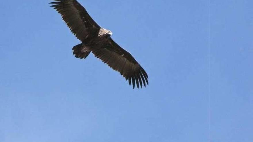 Un buitre negro volando en el Parque. // Parque Nacional de Guadarrama