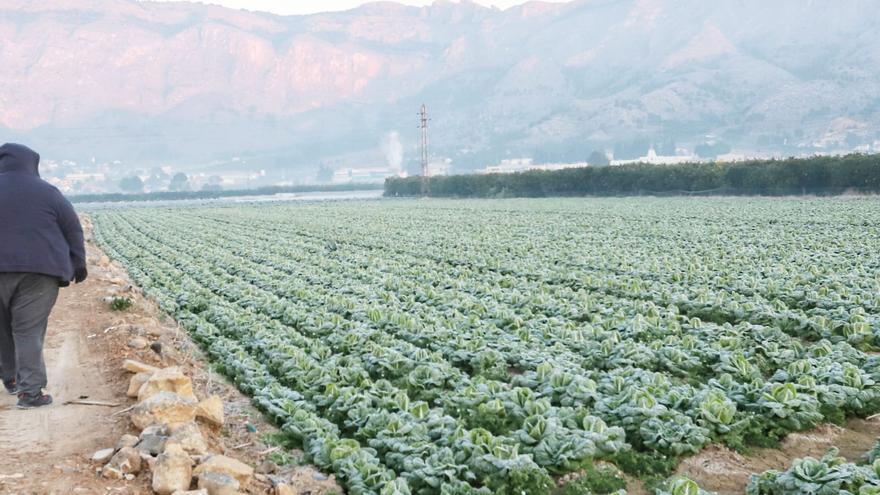 La huerta de la Vega Baja registra heladas débiles