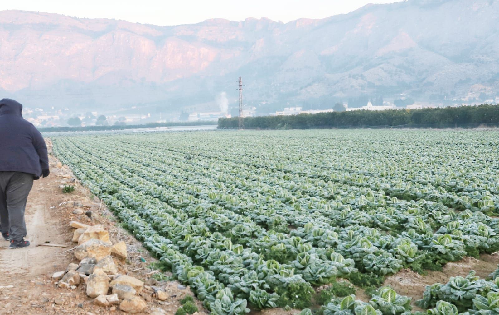 Los cultivos de la Huerta de Riguero de Poniente amanecen helados