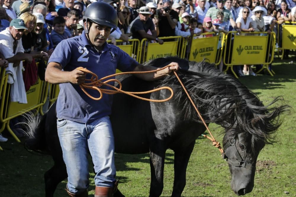 Fiesta del Asturcón en el Sueve