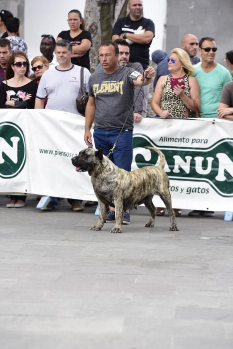 Celebración del I Certamen Nacional de perro ...