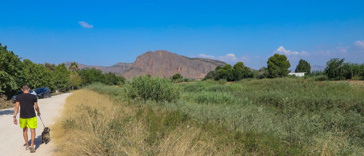 El cauce del río completamente lleno de cañas a su paso por la pedanía oriolana de Molíns, una de las más afectadas en la DANA de 2019