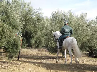 El nuevo decreto para evitar robos de aceituna en Extremadura mira a los puestos de compra