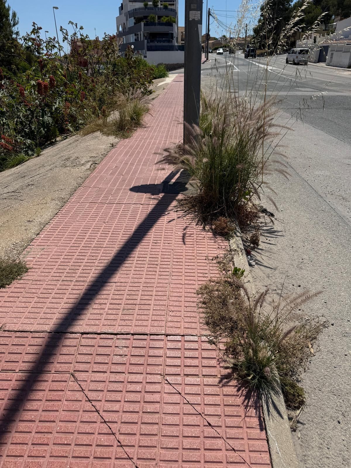 Una jungla sobre el asfalto de Orihuela Costa