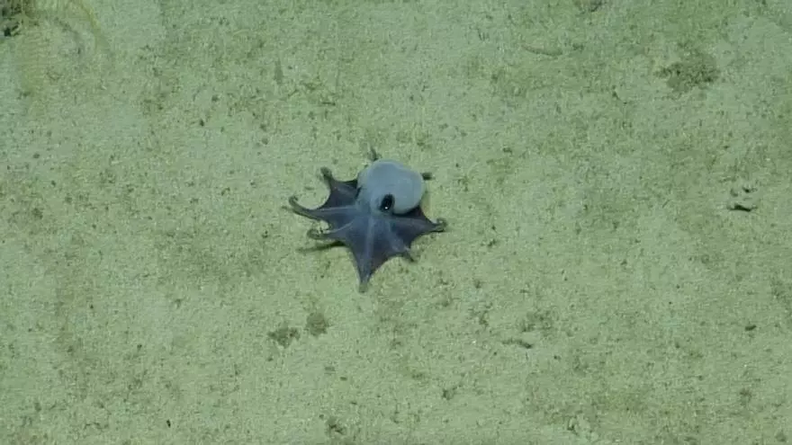 Descubren una nueva especie de pequeño pulpo azul en el archipiélago ecuatoriano de Galápagos