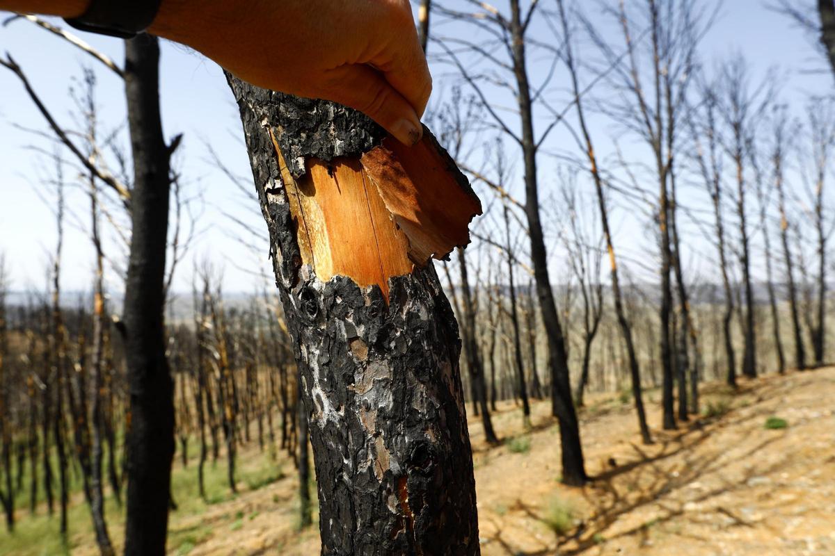 En imágenes | Así está Ateca un año después del incendio forestal que afectó a 14.000 hectáreas En imágenes | Así está Ateca un año después del incendio forestal que afectó a 14.000 hectáreas
