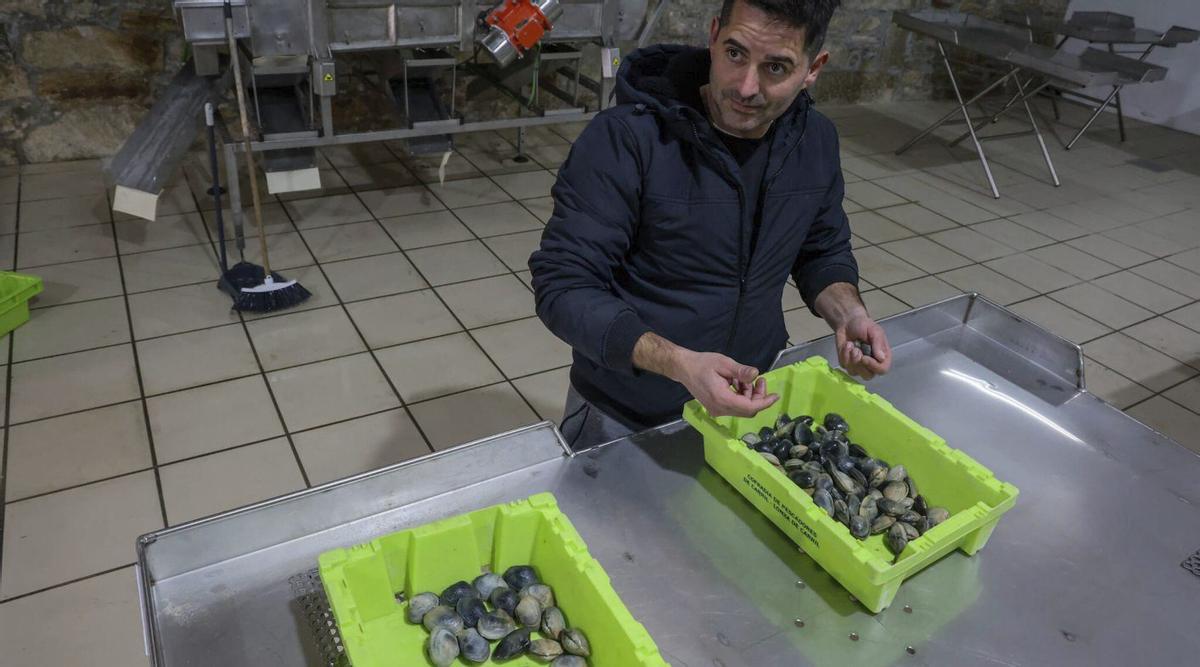 El centro de
clasificación de
bivalvos de la
cofradía de Carril.
| Iñaki Abella
