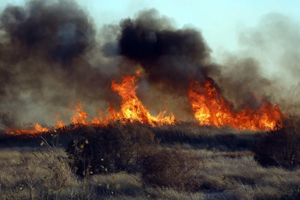 Incendio forestal en el Marjal dels Moros en Sagunt