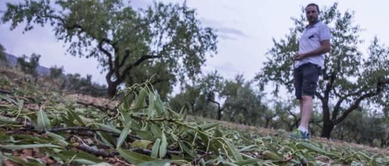 El pedrisco causa daños agrícolas de tres millones en el Alto Vinalopó y El Comtat
