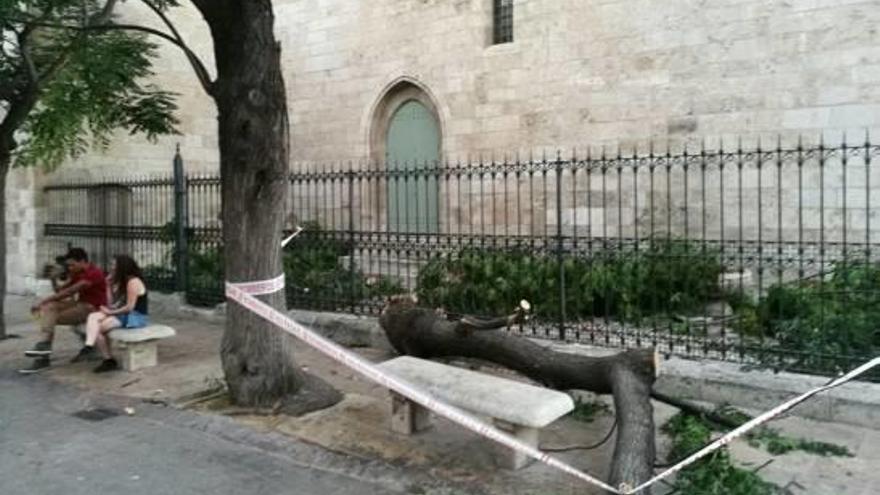 Torres de Serranos Una rama de gran tamaño cae al suelo