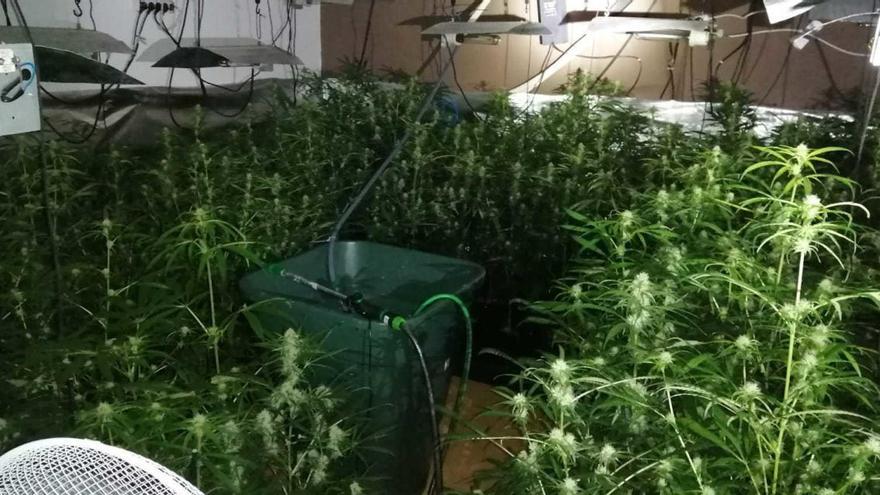 Una de les plantacions &#039;indoor&#039; localitzada a Sant Miquel de Fluvià