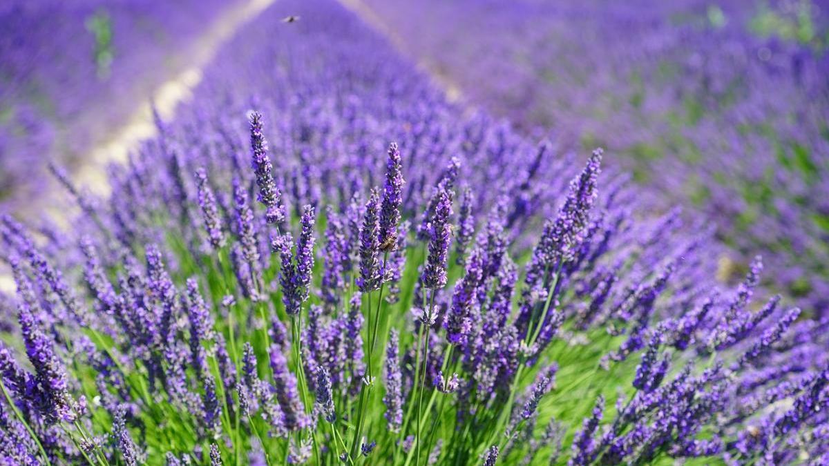 Lavanda.