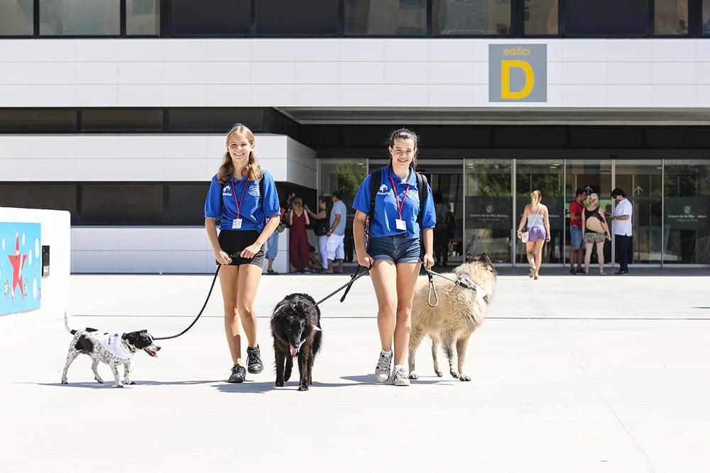 El hospital de Ibiza abre la puerta a los perros.