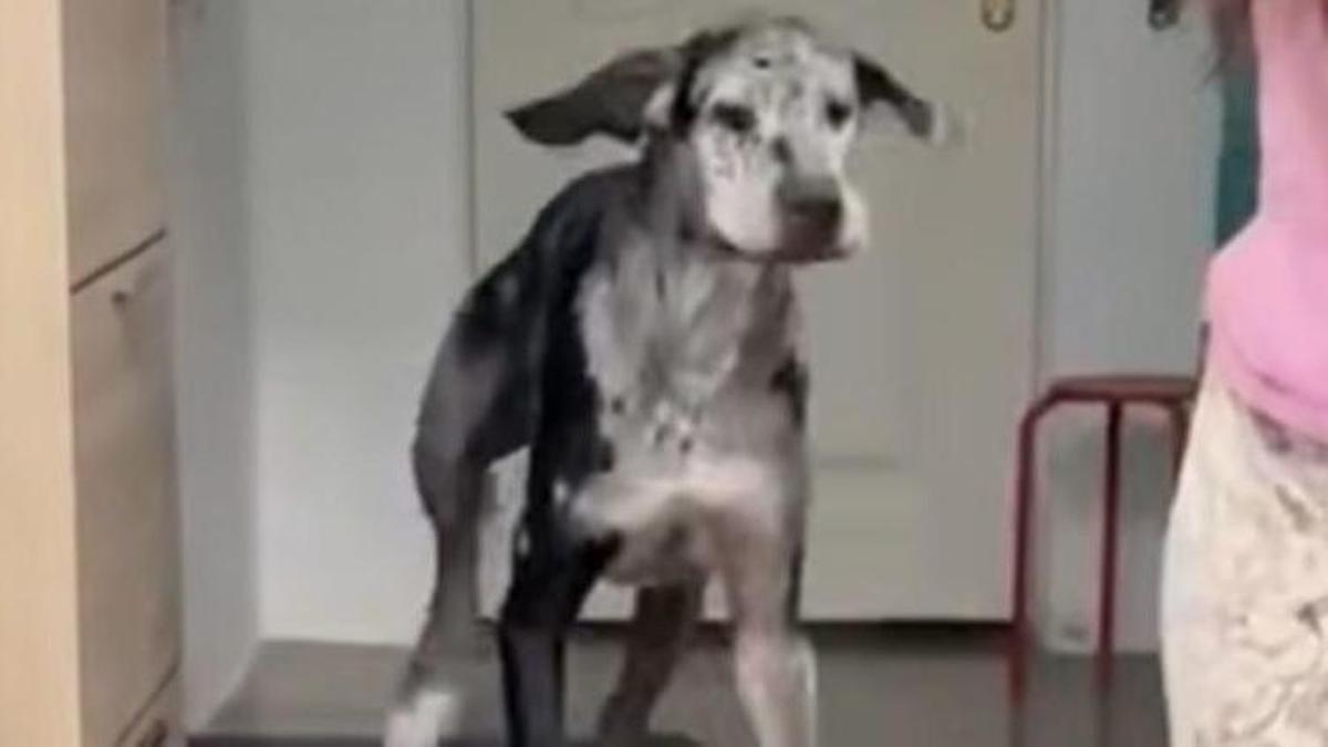 Hoy entra en vigor la ley de bienestar animal