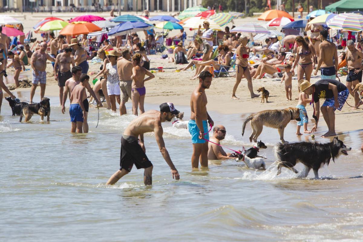 La playa para perros de Pinedo, a reventar