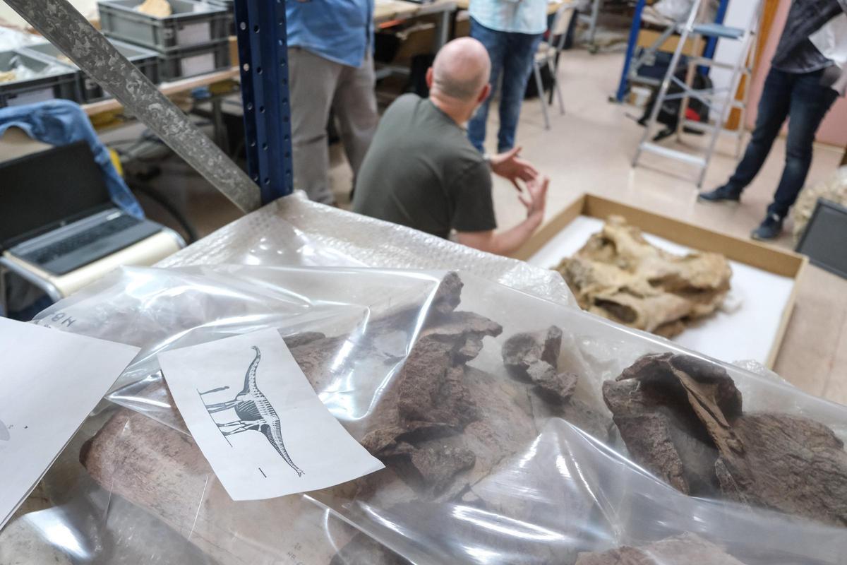 Restos del hallado dinosaurio de Níger que atesora el MUPE