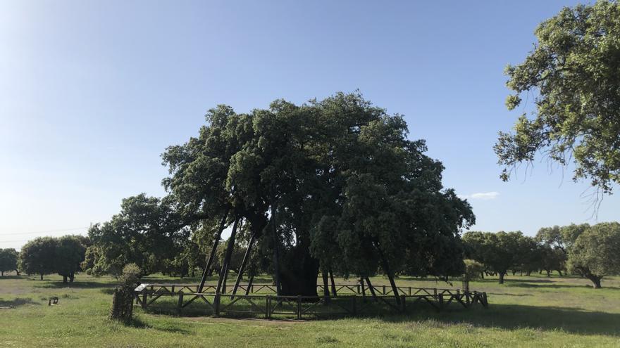 La Encina Terrona: el icono verde de Cáceres