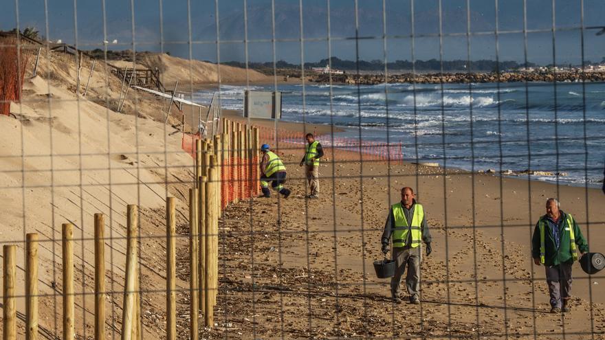 Guardamar recupera 180 metros de la playa de Babilonia y la duna móvil