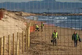 Guardamar recupera 180 metros de la playa de Babilonia y la duna móvil